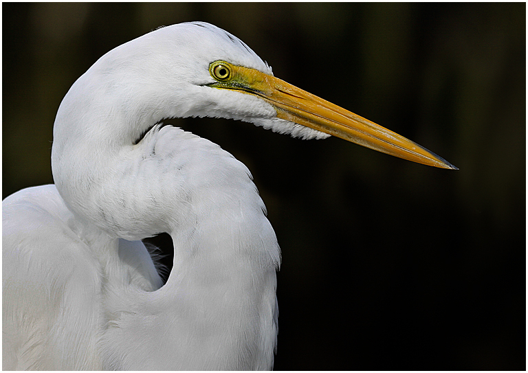 Orlando 2012 3002 (Great Egret Portrait at Gatorland)   P O'Malley